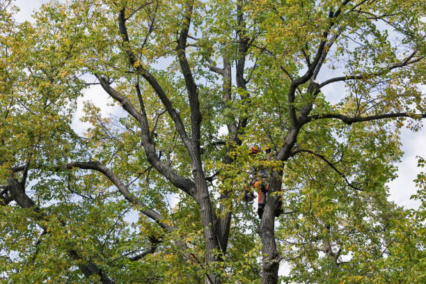 Best Storm Damage Tree Cleanup  in Rogersville, AL